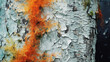 Hyper - realistic macro photography of natural textures: peeling bark of a birch tree in late autumn, contrasted by vivid orange lichen, turquoise sea wave foam frozen in action