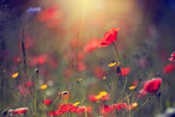 Fototapeta Krajobraz - Czerwone kwiaty, maki na polanie, relaks i wypoczynek na łące
