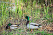 Two beautiful ducks with green feathers in the marsh sedge grass. Nature, birds and animals in Almere, the Netherlands.