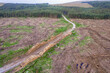 Pile of wooden logs by temporary road and huge field with freshly cut forest. Forestry industry. Increase in use of firewood due to economical recession in Europe. Aerial view.
