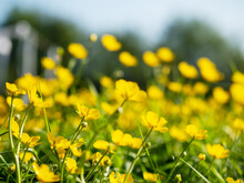 Scene With Small Yellow Summer Flowers In A Field. Selective Focus. Nature Background. Warm Season And Blossom Concept.