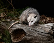 Opossum, Nature's Nocturnal Wonder: Didelphis virginiana - Stunning Adult Opossum Rests Serenely on a Log.  Wildlife Photography. 