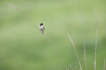 Poster - Japanese reed bunting or ochre-rumped bunting (Emberiza yessoensis yessoensis) male in Oita, Japan