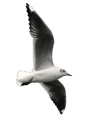 seagull in flight isolated vintage halftone dots collage element in retro magazine style