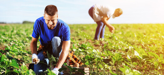 Wall Mural - Young male farmer gathering harvest in field