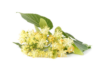 Blooming linden branch isolated on white background