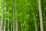 Fototapeta Dziecięca - Green bamboo leaves in Japanese forest in spring sunny day