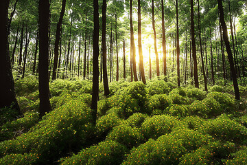 forest, tree, nature, green, landscape, wood, jungle, natural