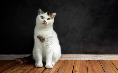 Wall Mural - White Tabby cat making funny faces on black background. Scottish fold kitten looking something in studio.Hungry white cat with copy space.