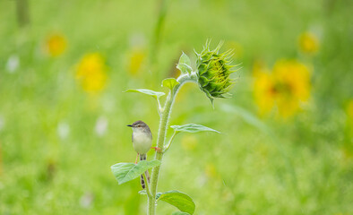 Indian Graceful Prinia