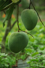 Wall Mural - Ripe Mango tropical fruit hanging on tree