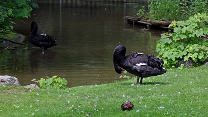 Canvas Print - The Black Swan, Cygnus atratus is a large waterbird, a species of swan which breeds mainly in the southeast and southwest regions of Australia.