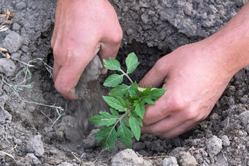 Wall Mural - Men's hands plant a young tomato seedling in the garden. Planting tomato plants in the open ground