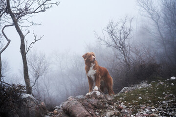 Wall Mural - Red dog in a foggy mystical forest. Nova Scotia duck tolling retriever in nature. Hiking with a pet. forest fairy tale