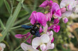 Eine blaue Holzbiene sucht Nektar an einer pinken Orchideenblüte