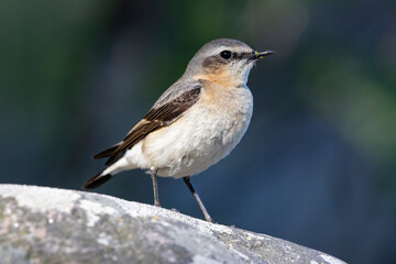 A northern wheatear