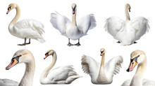 White Swan Bird, Many Angles And View Portrait Side Back Head Shot Isolated On Transparent Background Cutout, PNG File