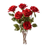 Fototapeta Kuchnia - side view of red color roses isolated on white background - 1