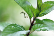 ペパーミントの葉に止まるカマキリの幼虫