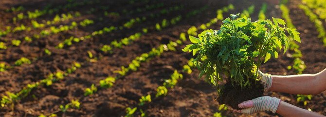 Wall Mural - Woman farmer planting seedlings of tomatoes in the garden. Selective focus.