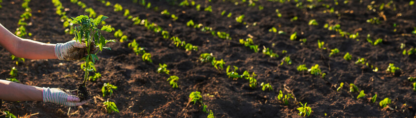 Wall Mural - Woman farmer planting seedlings of tomatoes in the garden. Selective focus.