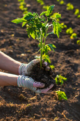 Wall Mural - Woman farmer planting seedlings of tomatoes in the garden. Selective focus.