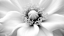 Black And White Image Of The Delicate Petals Of A Lilly Flower Against A White Background Beautiful Soft Nature Design