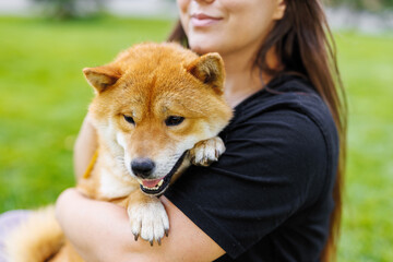 Portrait of adorable, happy dog of the Simba breed in the park on the green grass at sunset. The girl hugs and strokes her beloved pet.