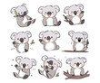 cute koala mascot illustration