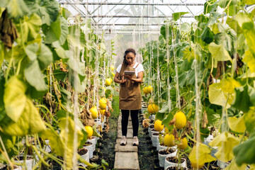 Portrait of of owner african american woman business farmer check quality product, agriculture, healthy, fruit, watermelon in greenhouse melon organic farm