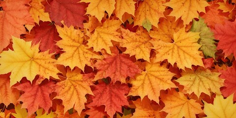 Wall Mural - Autumn background from colorful leaves close-up.