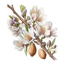 Beautiful Realistic Flower On A Tree Branch. Sticker Almond. Spring Blossom Of Fruit Trees. Sakura, Cherry, Peach, Apple Blossom.  Cute Design For Print, Clothes, Postcard, T-shirt, Logo, Icon