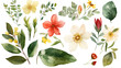 © shelbys - Watercolor Colorful Clementine Flowers, Leaves and Bud Decorated Background.