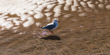 A Pretty Seagull In The Beach 