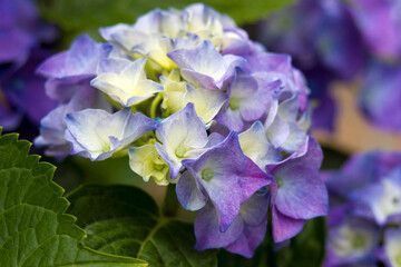 Wall Mural - Macro image, blue hydrangea flower background