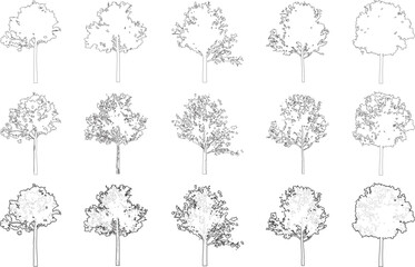 tree elevation line silhouettes - maple tree