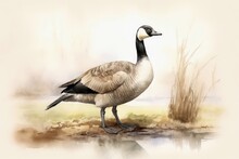 Watercolor Painted Canadian Goose On A White Background.