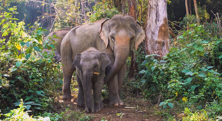 a family of elephants in their natural habitat, close-up