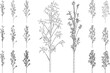 Tree elevation line silhouettes - bamboo