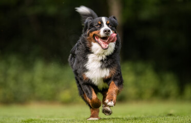 Wall Mural - Bernese mountain dog