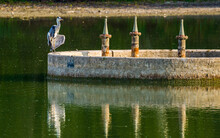Heron With Spread Wings Standing On Non-functioning Fountain