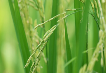  Selective focus Rice grain golden and  fresh in the field