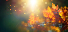 Beautiful Blurred Autumn Background With Yellow-gold Leaves In The Rays Of Sunlight On A Dark Natural Background.