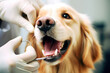 A veterinarian dentist treats the teeth of a Golden Retriever dog
