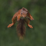 Fototapeta Zwierzęta - Jumping Red Squirrel