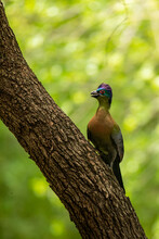 A Purple Crested Turaco,  Gallirex Porphyreolophus, On A Branch.