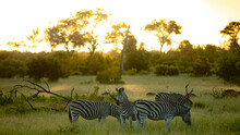 A Dazzle Of Zebra, Equus Quagga, Grazing On Grass, During Sunset.