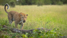 A Male Leopard, Panthera Pardus, Walking On A Log And Flicking Tail Upward.