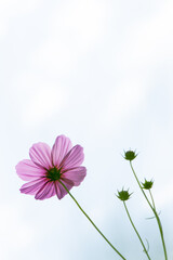 Wall Mural - Beautiful pink color cosmos flower on white sky background