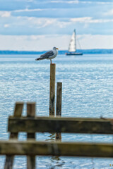 Wall Mural - Sail boat passing by a seagull on a pole of damaged wooden pier on baltic Sea coast